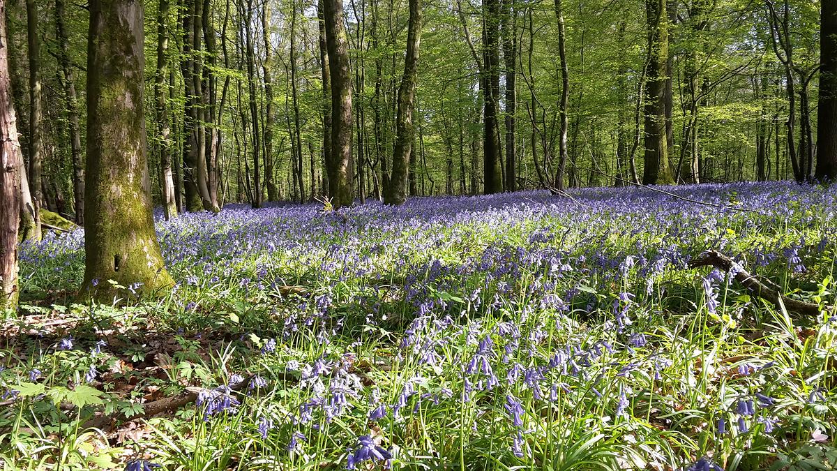 découvrez le mois d'avril, symbole de renouveau naturel. la nature s'éveille, les fleurs s'épanouissent et l'air se charge de promesses. plongez dans cette saison de renaissance et laissez-vous inspirer par la beauté du printemps.