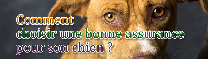 découvrez comment choisir la meilleure mutuelle pour votre chien. comparez les offres, les garanties et les prix pour protéger votre compagnon à quatre pattes avec un contrat adapté à ses besoins. prenez soin de sa santé sans vous ruiner!